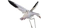 Algopix Similar Product 2 - Clone Decoy Snowgoose