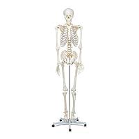 Algopix Similar Product 18 - Buddy the Budget Skeleton1021930 