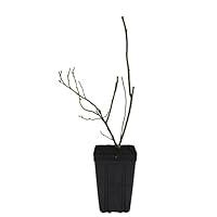 Algopix Similar Product 16 - Sweet Berry Selections Bluecrop
