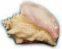 Algopix Similar Product 18 - Charleston Seafood Frozen Conch Meat