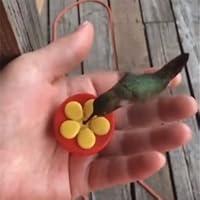 Algopix Similar Product 1 - Aroma Trees Handheld Hummingbird