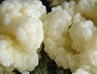 Algopix Similar Product 3 - Kefir Grains - Living Probiotic Enriched