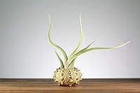 Algopix Similar Product 9 - Gold Urchin Air Plant Holder Sputnik