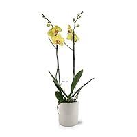 Algopix Similar Product 20 - Color Orchids Live Blooming Double Stem