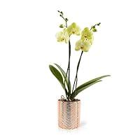 Algopix Similar Product 2 - Color Orchids Live Blooming Double Stem