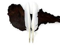 Algopix Similar Product 7 - 6 Pieces  White Turkey Pointers