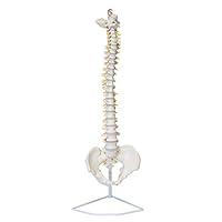 Algopix Similar Product 18 - MonMed Life Size Vertebral Column Model