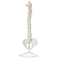 Algopix Similar Product 7 - MonMed Life Size Vertebral Column Model