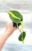 Algopix Similar Product 4 - Philodendron Brazil aka philo brasil