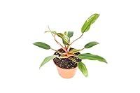 Algopix Similar Product 3 - Philodendron Super Dwarf Red  4 from