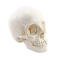 Algopix Similar Product 20 - Human Skull ModelMedical Split 22