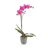 Algopix Similar Product 3 - Color Orchids Orchid Plant