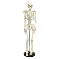 Algopix Similar Product 6 - MonMed Medical Skeleton Model 335in