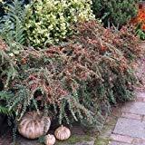 Algopix Similar Product 18 - ENVIDESO  Cran Cotoneater Buh Seed