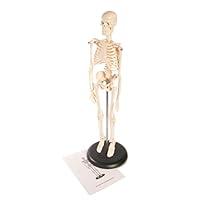 Algopix Similar Product 9 - Ginsberg Skeleton Model, 17 Inches
