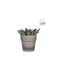 Algopix Similar Product 7 - Wild Interiors WI104 Trailing Ivy Live