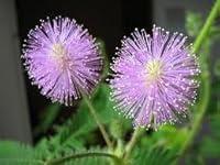 Algopix Similar Product 1 - New Fresh 100pcs Mimosa Flower Seeds