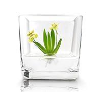 Algopix Similar Product 6 - BLOOMIFY Miniature Orchid Terrarium