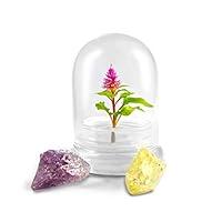 Algopix Similar Product 2 - BLOOMIFY Celosia Flower Terrarium Zero