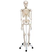 Algopix Similar Product 4 - Skeleton Model Life Size