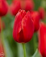 Algopix Similar Product 1 - Darwin Hybrid Tulipa Red Impression