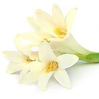 Algopix Similar Product 8 - Tuberose Bulbs Tuberose Plant in Pot