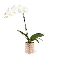 Algopix Similar Product 1 - Color Orchids Live Single Stem
