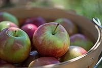 Algopix Similar Product 20 - Empire Apples (36-44 Apples)