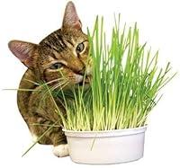 Algopix Similar Product 11 - Imperial Cat Easy Grow Oat Grass Kit