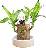 Algopix Similar Product 10 - Brazilian Wood PlantLucky Wood Plant