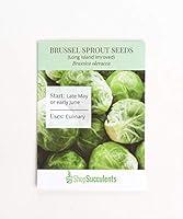 Algopix Similar Product 16 - Shop Succulents Brussel Sprout Seeds