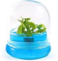 Algopix Similar Product 15 - BLOOMIFY Venus Flytrap Terrarium  Zero