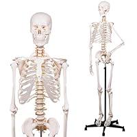 Algopix Similar Product 15 - NLShan Human Skeleton Model for Anatomy