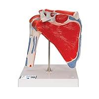 Algopix Similar Product 8 - 3B Scientific 124525 Anatomical Model