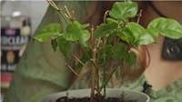 Algopix Similar Product 3 - How to Make Sampaguita Perfume