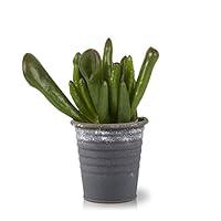 Algopix Similar Product 1 - Color Orchids Live Blooming Double Stem