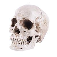 Algopix Similar Product 5 - Human Skull Table Top Skeleton Head