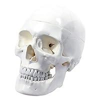 Algopix Similar Product 13 - Wellden Medical Anatomical Human Skull