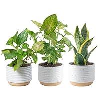 Algopix Similar Product 19 - Costa Farms Live Plants 3 Pack Easy