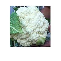 Algopix Similar Product 8 - Fresh Cauliflower 1 head