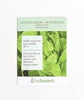 Algopix Similar Product 11 - Shop Succulents Butterhead Lettuce