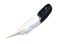 Algopix Similar Product 10 - 6 Pieces  Black TippedImitation