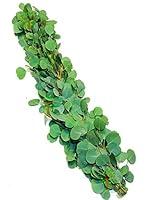Algopix Similar Product 14 - 3 feet Eucalyptus Garland Cut Fresh