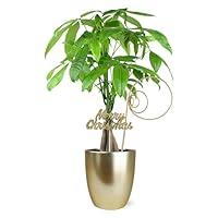 Algopix Similar Product 8 - Just Add Ice SA5110 Money Tree in Gold