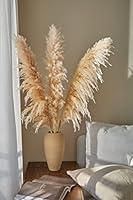 Algopix Similar Product 6 - 3 stems XL Dried Pampas Grass Decor