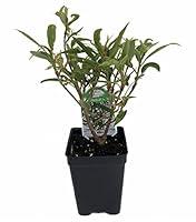 Algopix Similar Product 7 - Willow Leaf Weeping Fig  Ficus  25