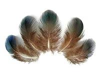 Algopix Similar Product 18 - 10 Pieces  Iridescent Green Peacock