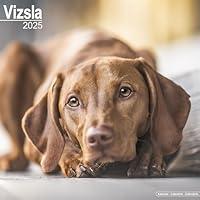 Algopix Similar Product 18 - Vizsla Calendar 2025  Square Dog Breed