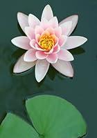 Algopix Similar Product 12 - Bloomsz Water Lily Fabiola