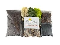 Algopix Similar Product 20 - Bliss Gardens Terrarium DIY